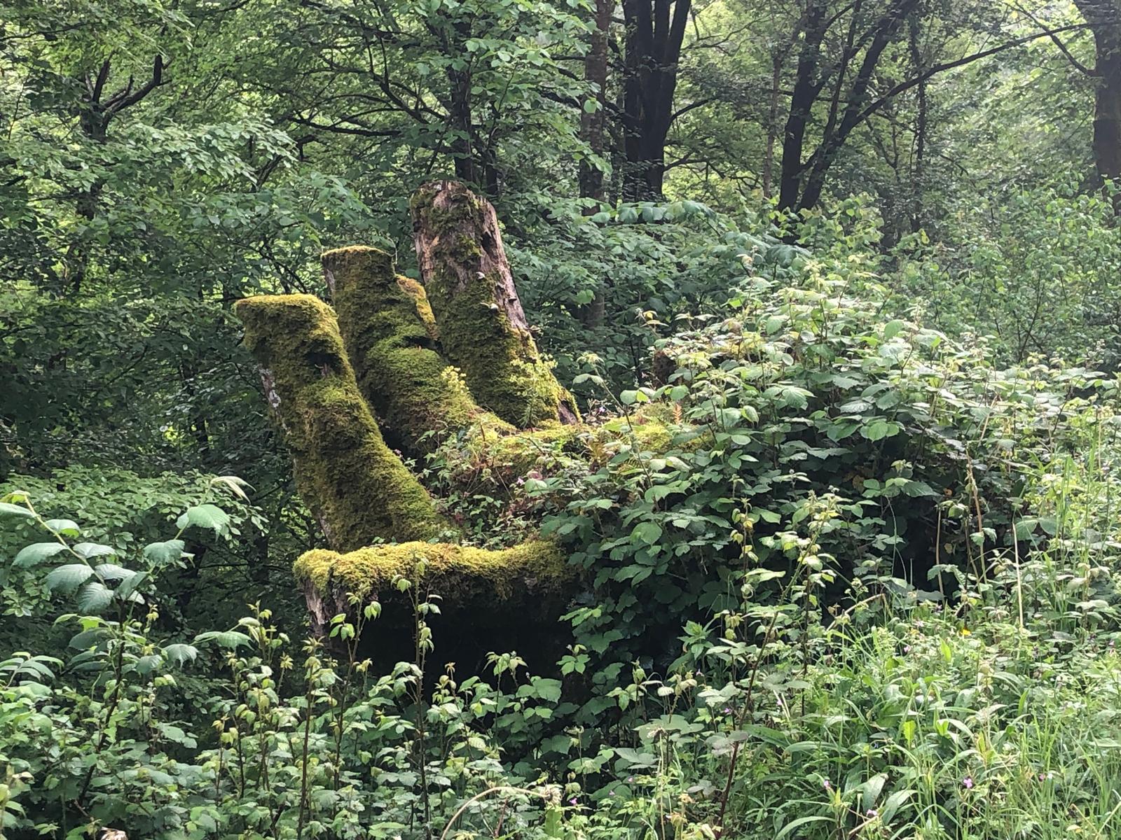 Forêt2